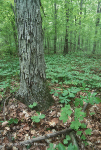 Bosque Mésico Básico del Piamonte Sur - CEGL008466 Bosque Mésico Básico del Piamonte Sur - CEGL008466