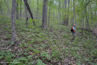 Bosque Mésico Básico del Piamonte Sur - CEGL008466 Bosque Mésico Básico del Piamonte Sur - CEGL008466