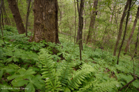 Piedemonte Interior / Cordillera Azul Inferior Bosque Mésico Básico - CEGL006186 Piedemonte Interior / Cordillera Azul Inferior Bosque Mésico Básico - CEGL006186
