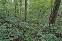 Piedemonte Interior / Cordillera Azul Inferior Bosque Mésico Básico - CEGL006186 Piedemonte Interior / Cordillera Azul Inferior Bosque Mésico Básico - CEGL006186