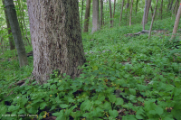 Bosque Mésico Básico de los Apalaches / Piamonte (Hoja Gemela - Tipo Cohosh Azul) - CEGL008412 Bosque Mésico Básico de los Apalaches / Piamonte (Hoja Gemela - Tipo Cohosh Azul) - CEGL008412