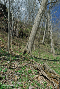 Bosque Mésico Básico de los Apalaches / Piamonte (Hoja Gemela - Tipo Cohosh Azul) - CEGL008412 Bosque Mésico Básico de los Apalaches / Piamonte (Hoja Gemela - Tipo Cohosh Azul) - CEGL008412