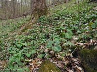Bosque Mésico Básico de los Apalaches / Piamonte (Hoja Gemela - Tipo Cohosh Azul) - CEGL008412 Bosque Mésico Básico de los Apalaches / Piamonte (Hoja Gemela - Tipo Cohosh Azul) - CEGL008412