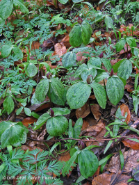Bosque Mésico Básico de los Apalaches / Piamonte (Hoja Gemela - Tipo Cohosh Azul) - CEGL008412 Bosque Mésico Básico de los Apalaches / Piamonte (Hoja Gemela - Tipo Cohosh Azul) - CEGL008412