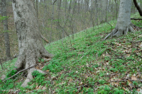 Bosque Mésico Básico de los Apalaches / Piamonte (Hoja Gemela - Tipo Cohosh Azul) - CEGL008412 Bosque Mésico Básico de los Apalaches / Piamonte (Hoja Gemela - Tipo Cohosh Azul) - CEGL008412