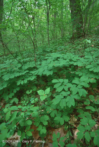 Bosque Mésico Básico de los Apalaches / Piamonte (Hoja Gemela - Tipo Cohosh Azul) - CEGL008412 Bosque Mésico Básico de los Apalaches / Piamonte (Hoja Gemela - Tipo Cohosh Azul) - CEGL008412