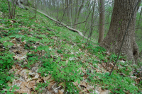 Bosque Mésico Básico de los Apalaches / Piamonte (Hoja Gemela - Tipo Cohosh Azul) - CEGL008412 Bosque Mésico Básico de los Apalaches / Piamonte (Hoja Gemela - Tipo Cohosh Azul) - CEGL008412
