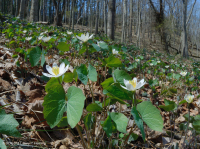 Bosque Mésico Básico de los Apalaches / Piamonte (Hoja Gemela - Tipo Cohosh Azul) - CEGL008412 Bosque Mésico Básico de los Apalaches / Piamonte (Hoja Gemela - Tipo Cohosh Azul) - CEGL008412