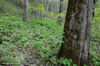 Bosque Mésico Básico de los Apalaches / Piamonte (Hoja Gemela - Tipo Cohosh Azul) - CEGL008412 Bosque Mésico Básico de los Apalaches / Piamonte (Hoja Gemela - Tipo Cohosh Azul) - CEGL008412