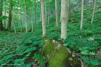 Bosque Mésico Básico de los Apalaches / Piamonte (Hoja Gemela - Tipo Cohosh Azul) - CEGL008412 Bosque Mésico Básico de los Apalaches / Piamonte (Hoja Gemela - Tipo Cohosh Azul) - CEGL008412