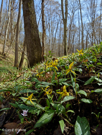 Bosque Mésico Básico de los Apalaches / Piamonte (Hoja Gemela - Tipo Cohosh Azul) - CEGL008412 Bosque Mésico Básico de los Apalaches / Piamonte (Hoja Gemela - Tipo Cohosh Azul) - CEGL008412
