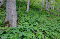 Bosque Mésico Básico de los Apalaches / Piamonte (Hoja Gemela - Tipo Cohosh Azul) - CEGL008412 Bosque Mésico Básico de los Apalaches / Piamonte (Hoja Gemela - Tipo Cohosh Azul) - CEGL008412
