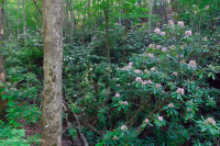 Bosque de cala ácida del sur de los Apalaches - CEGL007543 Bosque de cala ácida del sur de los Apalaches - CEGL007543