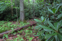 Bosque de cala ácida del sur de los Apalaches - CEGL007543 Bosque de cala ácida del sur de los Apalaches - CEGL007543