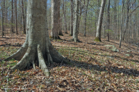 Llanura Costera del Norte / Bosque Mixto de Frondosas Piamonte Mesic – CEGL006075 Llanura Costera del Norte / Bosque Mixto de Frondosas Piamonte Mesic – CEGL006075