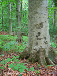 Llanura Costera del Norte / Bosque Mixto de Frondosas Piamonte Mesic – CEGL006075 Llanura Costera del Norte / Bosque Mixto de Frondosas Piamonte Mesic – CEGL006075