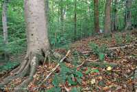 Llanura Costera del Norte / Bosque Mixto de Frondosas Piamonte Mesic – CEGL006075 Llanura Costera del Norte / Bosque Mixto de Frondosas Piamonte Mesic – CEGL006075