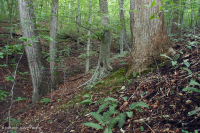 Llanura Costera del Norte / Bosque Mixto de Frondosas Piamonte Mesic – CEGL006075 Llanura Costera del Norte / Bosque Mixto de Frondosas Piamonte Mesic – CEGL006075