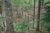 Llanura Costera del Norte / Bosque Mixto de Frondosas Piamonte Mesic – CEGL006075 Llanura Costera del Norte / Bosque Mixto de Frondosas Piamonte Mesic – CEGL006075