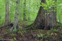 Llanura Costera del Norte / Bosque Mixto de Frondosas Piamonte Mesic – CEGL006075 Llanura Costera del Norte / Bosque Mixto de Frondosas Piamonte Mesic – CEGL006075