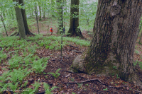 Llanura Costera del Norte / Bosque Mixto de Frondosas Piamonte Mesic – CEGL006075 Llanura Costera del Norte / Bosque Mixto de Frondosas Piamonte Mesic – CEGL006075