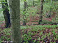 Llanura Costera del Norte / Bosque Mixto de Frondosas Piamonte Mesic – CEGL006075 Llanura Costera del Norte / Bosque Mixto de Frondosas Piamonte Mesic – CEGL006075