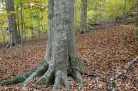 Llanura Costera del Norte / Bosque Mixto de Frondosas Piamonte Mesic – CEGL006075 Llanura Costera del Norte / Bosque Mixto de Frondosas Piamonte Mesic – CEGL006075