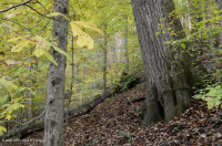 Llanura Costera del Norte / Bosque Mixto de Frondosas Piamonte Mesic – CEGL006075 Llanura Costera del Norte / Bosque Mixto de Frondosas Piamonte Mesic – CEGL006075