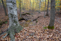 Llanura Costera del Norte / Bosque Mixto de Frondosas Piamonte Mesic – CEGL006075 Llanura Costera del Norte / Bosque Mixto de Frondosas Piamonte Mesic – CEGL006075