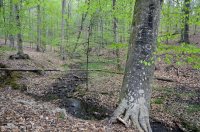 Llanura Costera del Norte / Bosque Mixto de Frondosas Piamonte Mesic – CEGL006075 Llanura Costera del Norte / Bosque Mixto de Frondosas Piamonte Mesic – CEGL006075