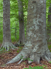 Llanura Costera del Norte / Bosque Mixto de Frondosas Piamonte Mesic – CEGL006075 Llanura Costera del Norte / Bosque Mixto de Frondosas Piamonte Mesic – CEGL006075
