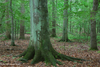 Llanura Costera del Sur Bosque Mixto de Frondosas Mesic ~ CEGL007211 Llanura Costera del Sur Bosque Mixto de Frondosas Mesic ~ CEGL007211