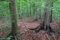 Llanura Costera del Sur Bosque Mixto de Frondosas Mesic ~ CEGL007211 Llanura Costera del Sur Bosque Mixto de Frondosas Mesic ~ CEGL007211