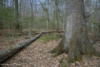 Llanura Costera del Sur Bosque Mixto de Frondosas Mesic ~ CEGL007211 Llanura Costera del Sur Bosque Mixto de Frondosas Mesic ~ CEGL007211