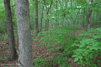 Llanura Costera del Sur Bosque Mixto de Frondosas Mesic ~ CEGL007211 Llanura Costera del Sur Bosque Mixto de Frondosas Mesic ~ CEGL007211