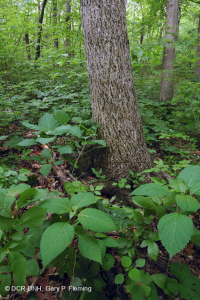 Bosque calcáreo seco-mésico (roble chinquapin - tipo de frondosas mixtas) – CEGL004793 Bosque calcáreo seco-mésico (roble chinquapin - tipo de frondosas mixtas) – CEGL004793