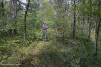 Cordillera Sur y Valle Bosque Calcáreo Seco – CEGL007699 Cordillera Sur y Valle Bosque Calcáreo Seco – CEGL007699