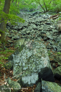 Bosque de Boulderfield Ácido de los Apalaches Centrales - CEGL006565 Bosque de Boulderfield Ácido de los Apalaches Centrales - CEGL006565