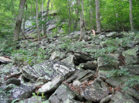 Bosque de Boulderfield Ácido de los Apalaches Centrales - CEGL006565 Bosque de Boulderfield Ácido de los Apalaches Centrales - CEGL006565