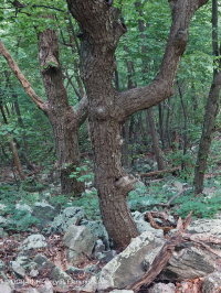 Bosque de Boulderfield Ácido de los Apalaches Centrales - CEGL006565 Bosque de Boulderfield Ácido de los Apalaches Centrales - CEGL006565
