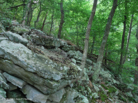 Bosque de Boulderfield Ácido de los Apalaches Centrales - CEGL006565 Bosque de Boulderfield Ácido de los Apalaches Centrales - CEGL006565