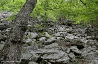 Bosque de Boulderfield Ácido de los Apalaches Centrales - CEGL006565 Bosque de Boulderfield Ácido de los Apalaches Centrales - CEGL006565