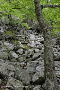 Bosque de Boulderfield Ácido de los Apalaches Centrales - CEGL006565 Bosque de Boulderfield Ácido de los Apalaches Centrales - CEGL006565