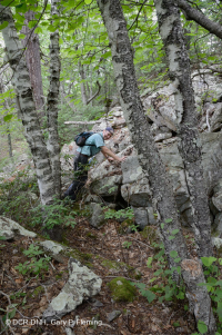 Bosque de Boulderfield Ácido de los Apalaches Centrales - CEGL006565 Bosque de Boulderfield Ácido de los Apalaches Centrales - CEGL006565