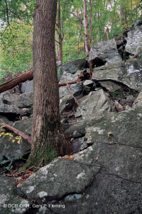 Bosque de Boulderfield rico en elevación de los Apalaches centrales / Piamonte - CEGL006471 Bosque de Boulderfield rico en elevación de los Apalaches centrales / Piamonte - CEGL006471