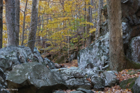 Bosque de Boulderfield rico en montanos de los Apalaches centrales - CEGL008528 Bosque de Boulderfield rico en montanos de los Apalaches centrales - CEGL008528