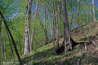 Llanura Costera Bosque Seco Calcáreo:007748 Llanura Costera Bosque Seco Calcáreo:007748