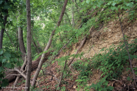 Llanura Costera Bosque Seco Calcáreo:007748 Llanura Costera Bosque Seco Calcáreo:007748