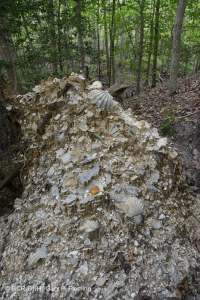Llanura Costera Bosque Seco Calcáreo:007748 Llanura Costera Bosque Seco Calcáreo:007748