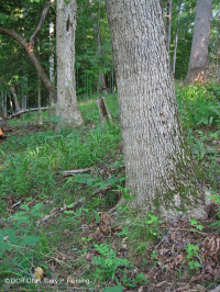 Llanura Costera Bosque Seco Calcáreo:007748 Llanura Costera Bosque Seco Calcáreo:007748